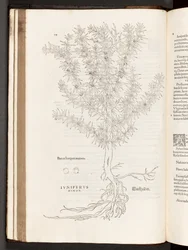 Juniper, illustration from De historia stirpium commentarii insignes by Leonhart Fuchs, 1542